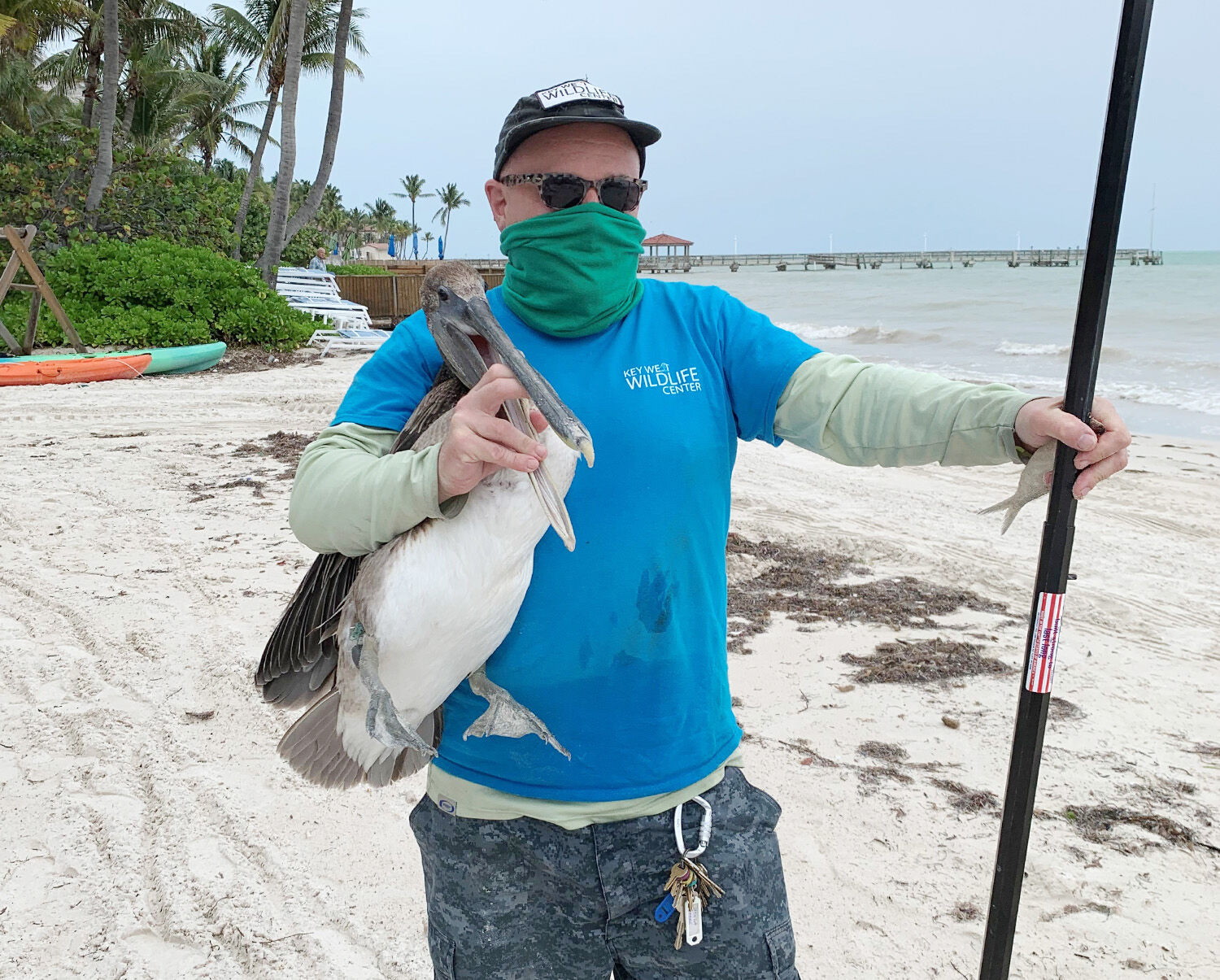 Sweets helps injured pelican